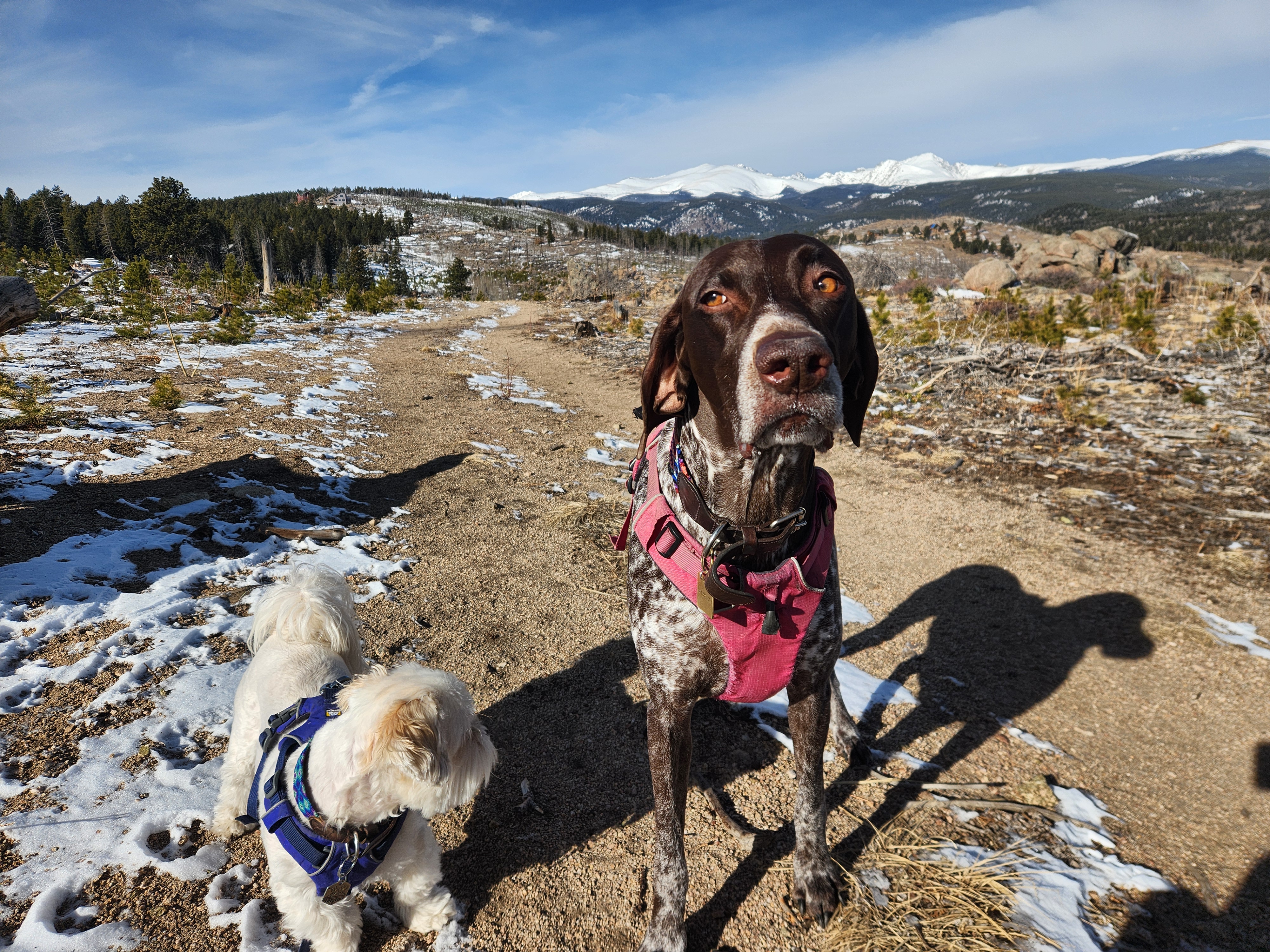 Dog walk in Nederland, Colorado