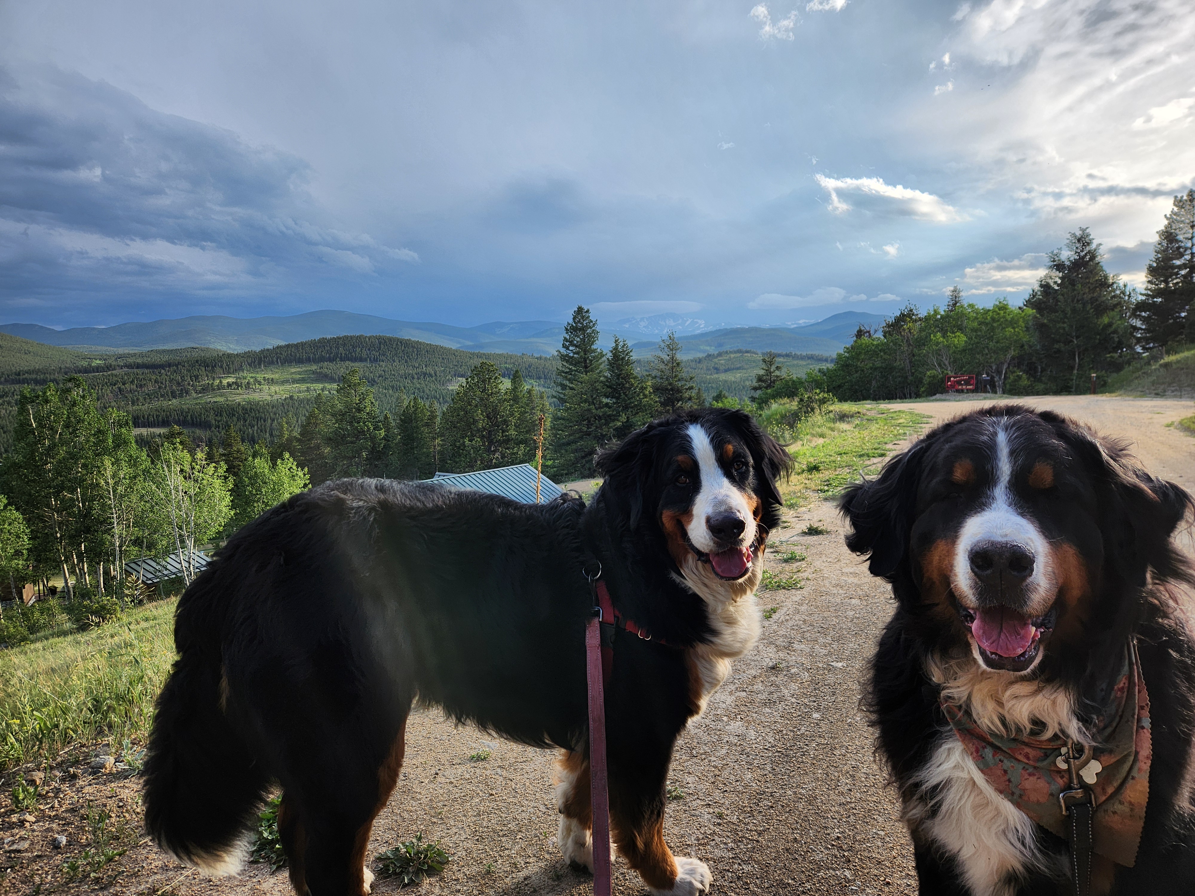 Dog walk in Nederland, Colorado