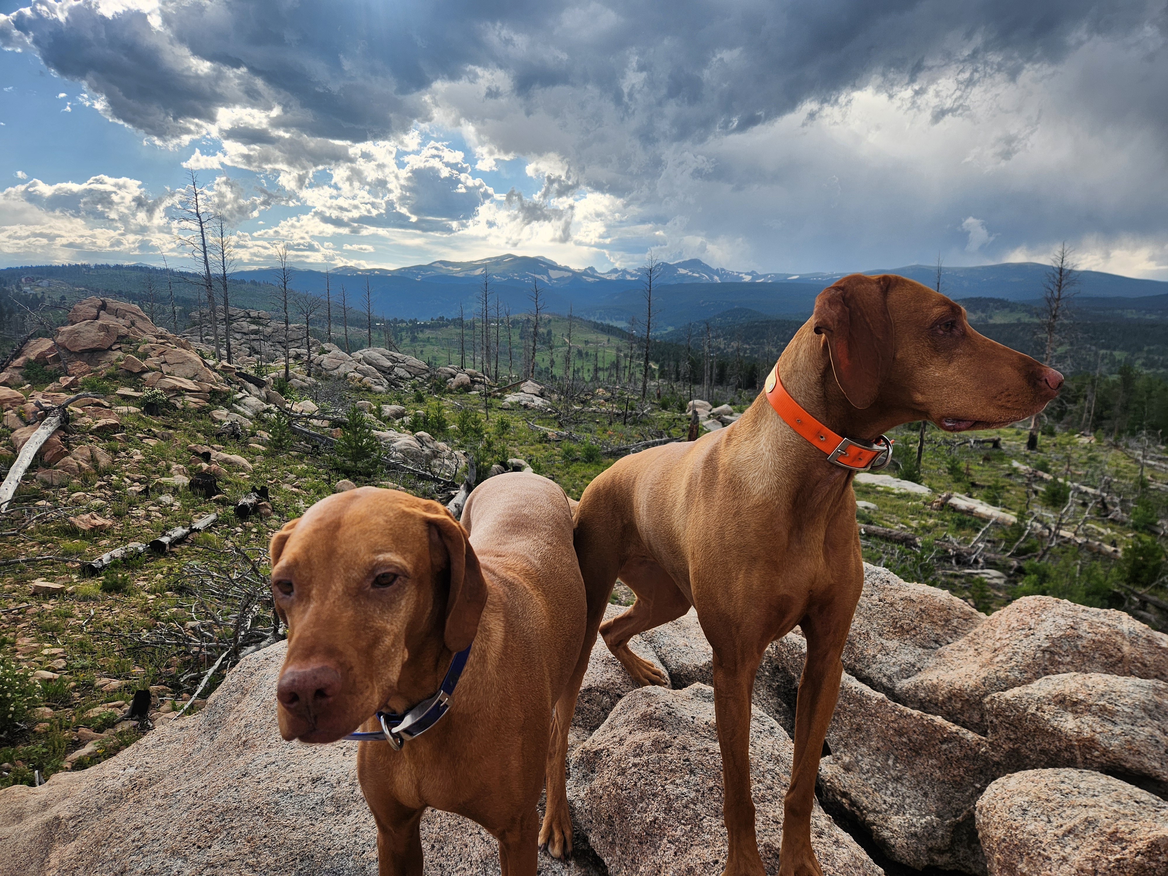Dog walk in Nederland, Colorado